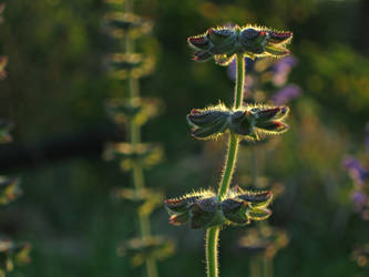 Sunset Flowers