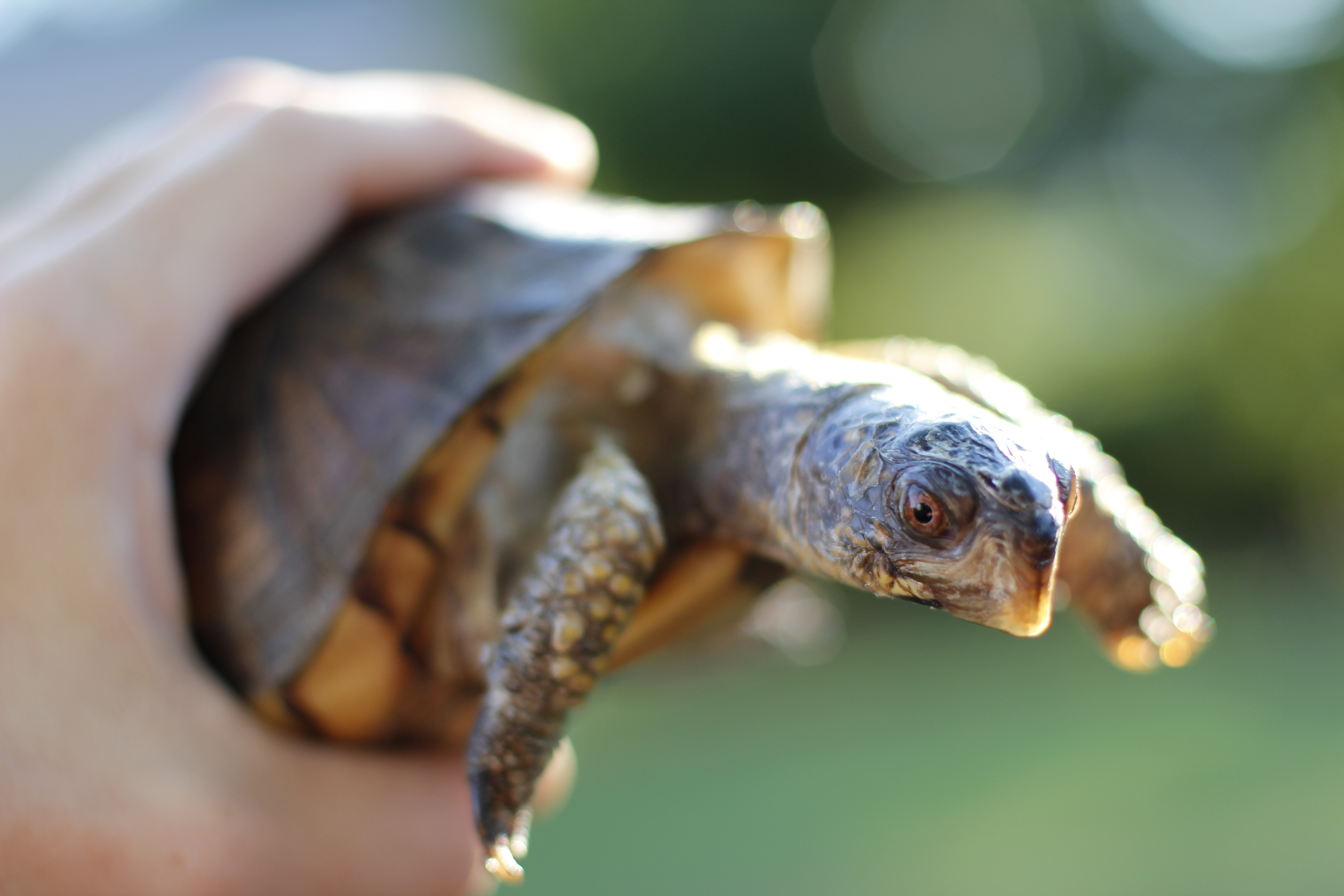 Speedy the Turtle