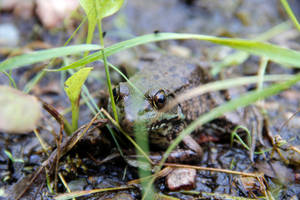 Jeremiah was a Bullfrog