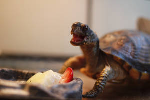 Speedy the Turtle Eating 4