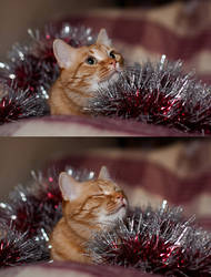 Xmas Cat