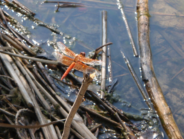 Giants fan Dragon Fly