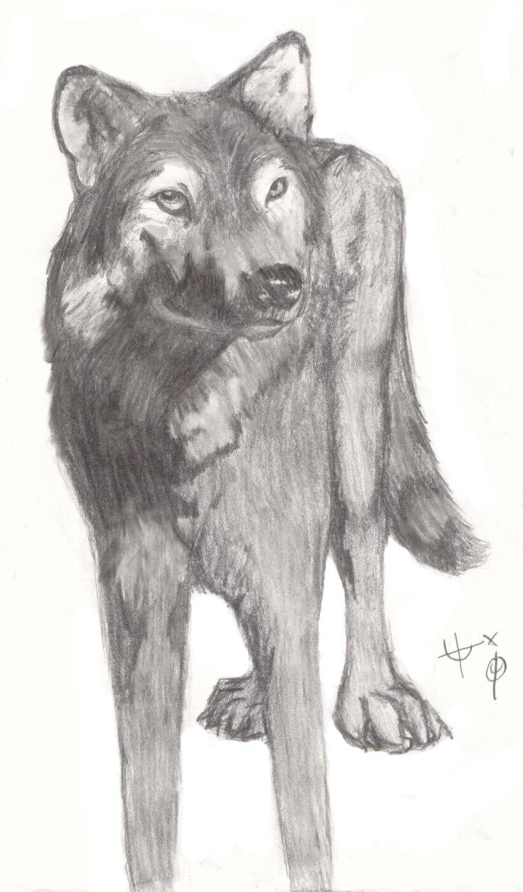 Wolf