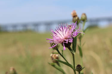 In The meadow