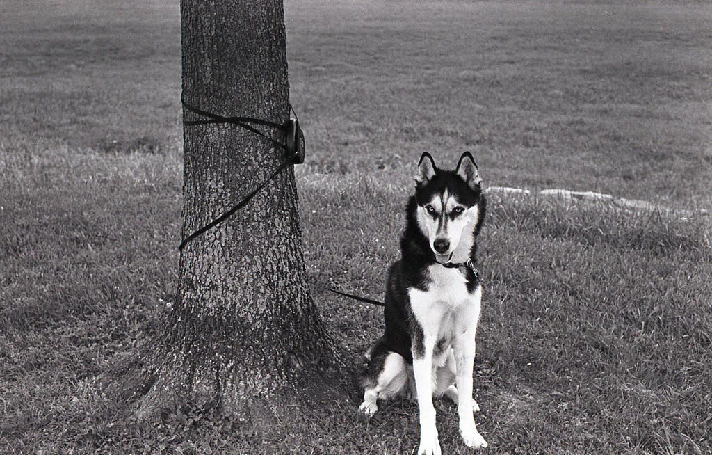 Husky