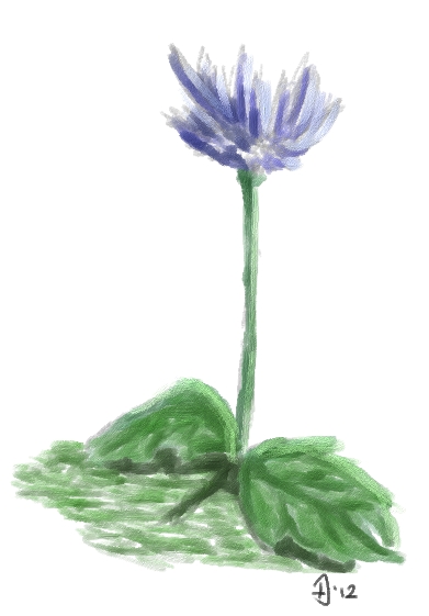 Blue Flower