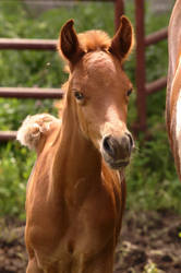 Oz at 10 days old