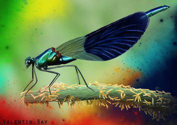 Colorization of the dragonfly.