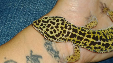 Leo Gecko