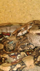 Red Tail Boa's ~ Legna and Diablo