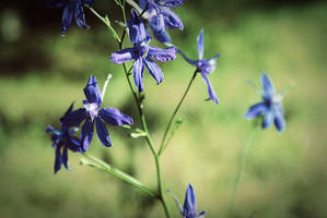 blue flowers