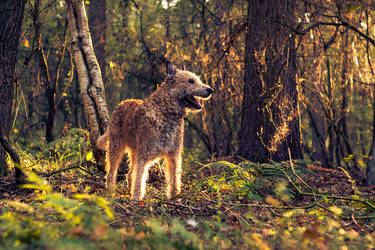 Keeper Of The Woods by ColourfulAngle
