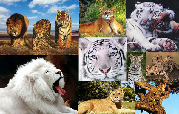 Big Cats