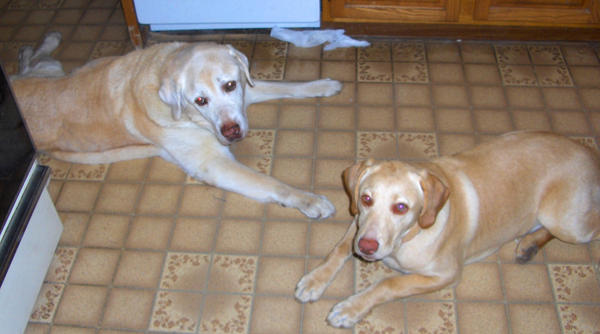 pretty puppies by bookwormpupluv on DeviantArt