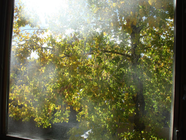 Through my window