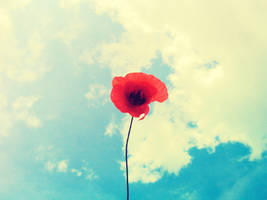 Poppy in the air