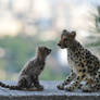 10.Mother Cheetah.1