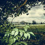 Daresbury Hall - Through the Trees