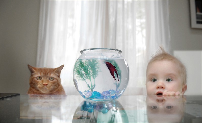 the cat,the fish, and the baby