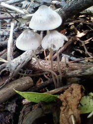 Three Little Mushies