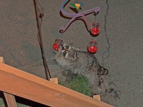 Thirsty Raccoon