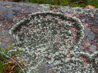 lichen closer