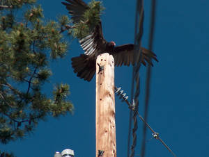 Turkey Vulture