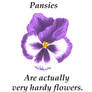 Your a pansy