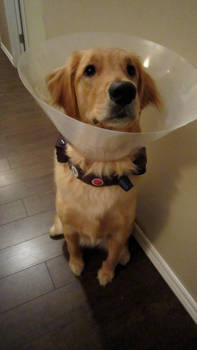 'DoNot like Cone of Shame'