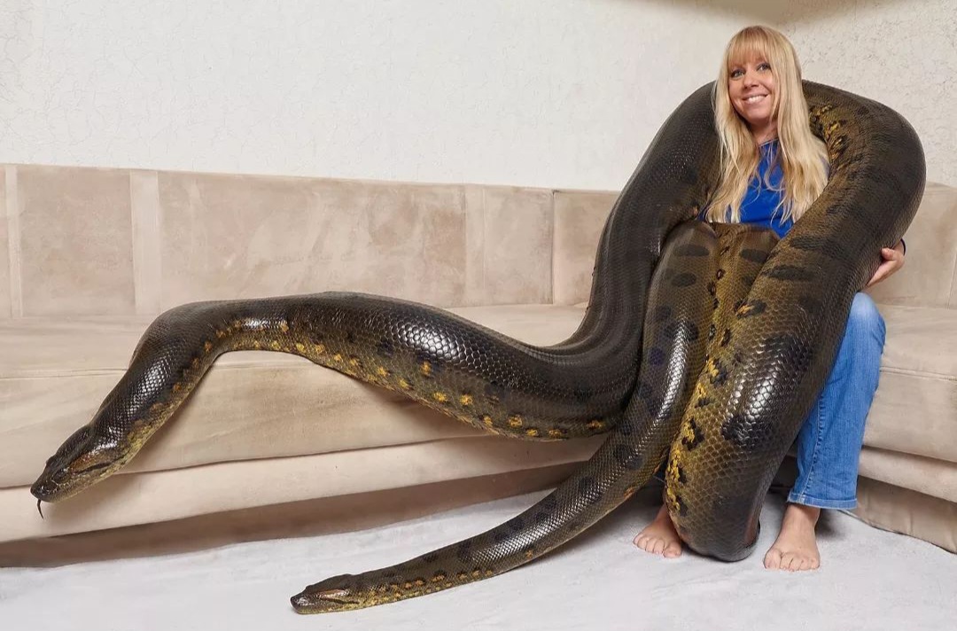Python Constriction Deviantart Realistic 34 by andyconda2 on DeviantArt
