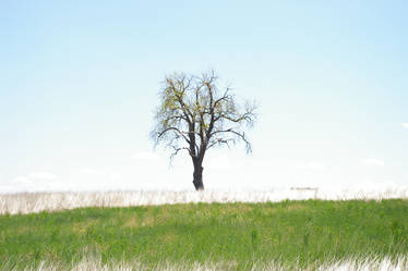 The Lone Tree