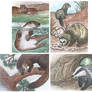 Tradingcards: Mustelidae Elements