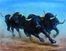 Bulls-Stampeding