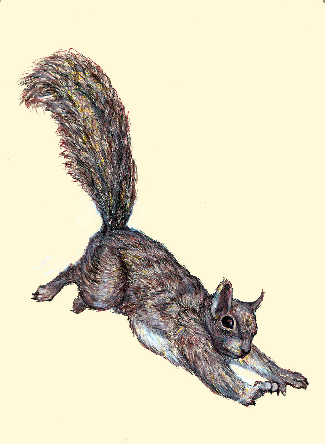Squirrel Deviantart Squirrel by WisniewskiStan on DeviantArt