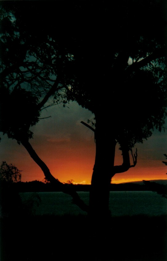 Tree at Sunset