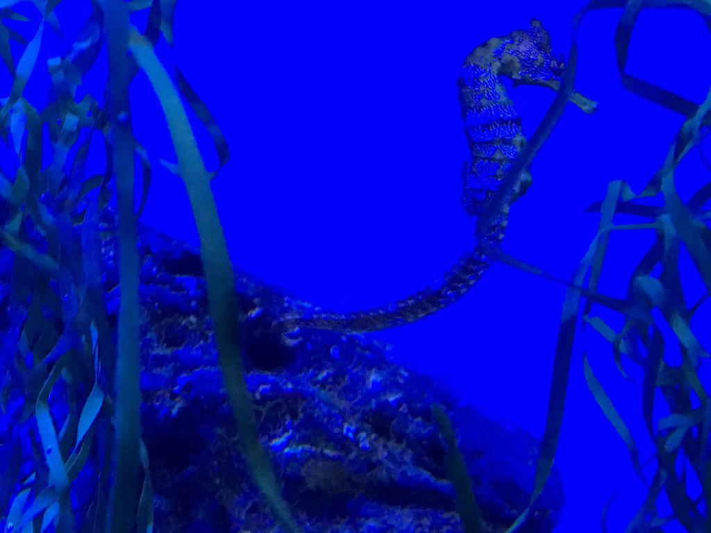 Blue Seahorses by SpecJects on DeviantArt