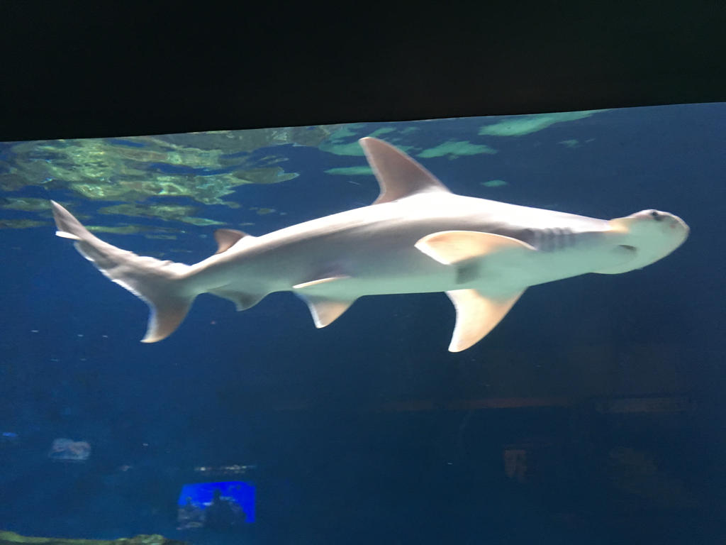 Bonnethead shark by SpecJects on DeviantArt