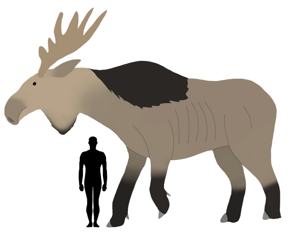 ''Modern'' Moose size comparison by GlazeSugarNavalBlock on DeviantArt