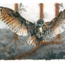 landing owl