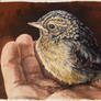 Small bird
