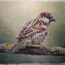 Sparrow