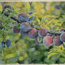 Plums