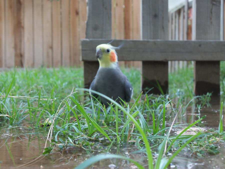 Annette the Swamp Bird