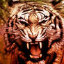 Aggressive Tiger