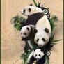Panda Life