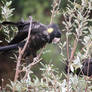 Black cockatoo