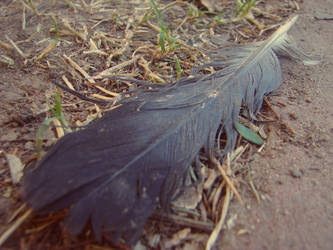 Feather 0