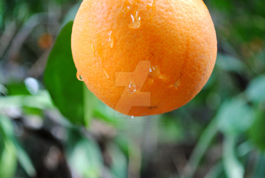 Dripping Orange by CiaraSshowdownn on DeviantArt