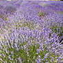 Lavender Field in Provence