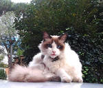 Happy Birthday Jo! by SayuriMVRomei